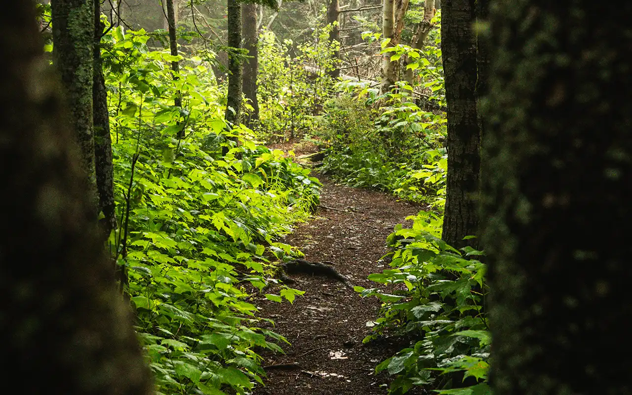 Un sentier dans la forêt au Québec au Parc national du Bic