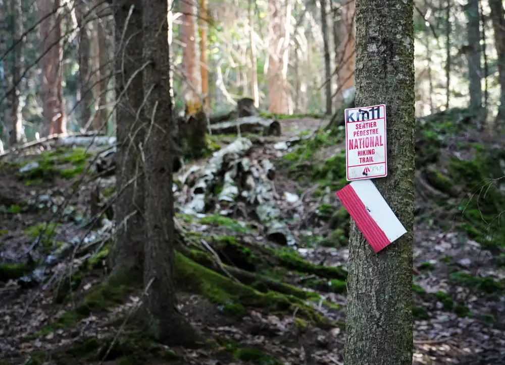 Randonneuses avec un chien dans le bois