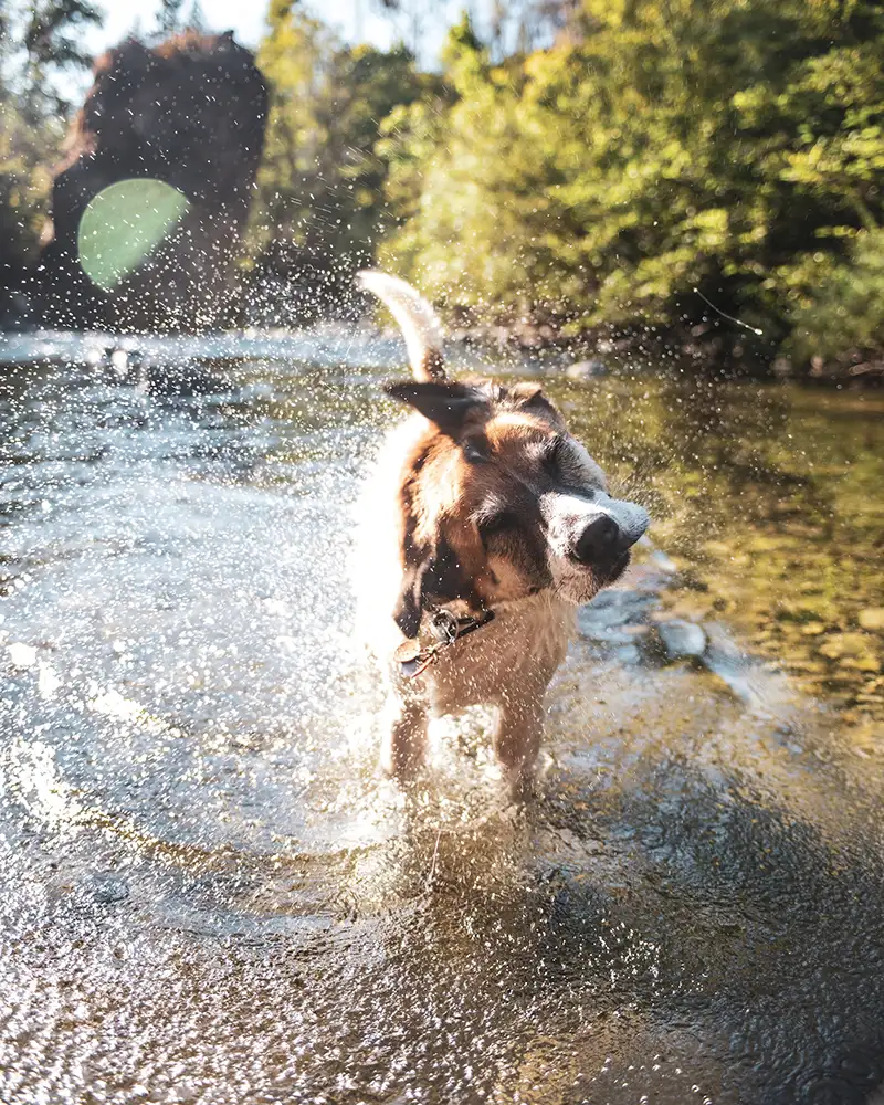 Chien qui se baigne lors d'une randonnée