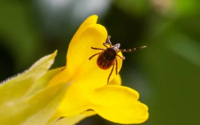 Tiques et maladie de Lyme : comment s’en protéger?