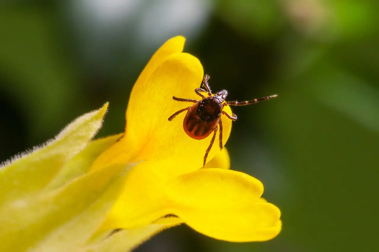 Une tique sur une fleur