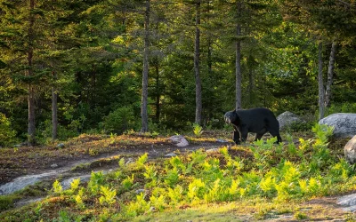 Quoi faire en présence d’animaux sauvages?