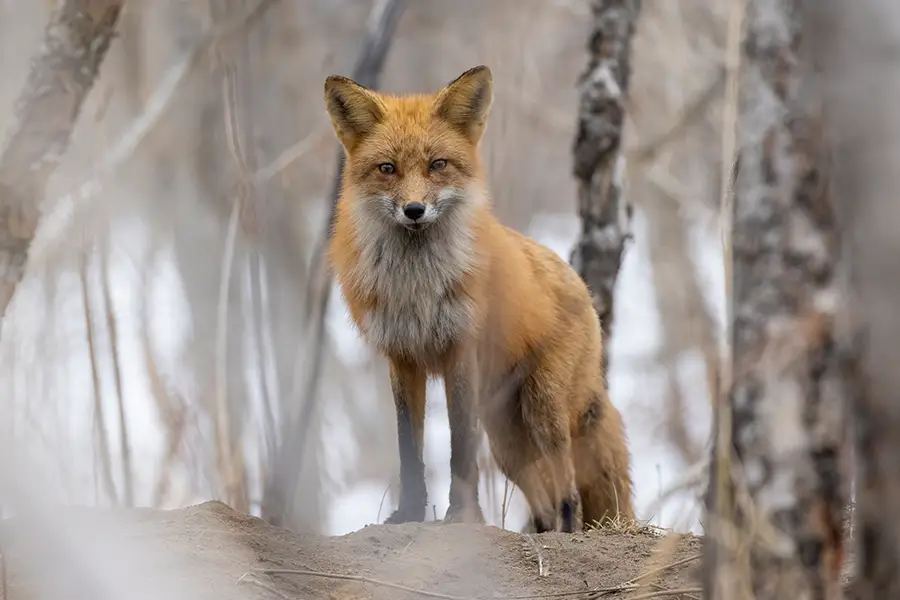 Renard croisé en randonnée au Québec